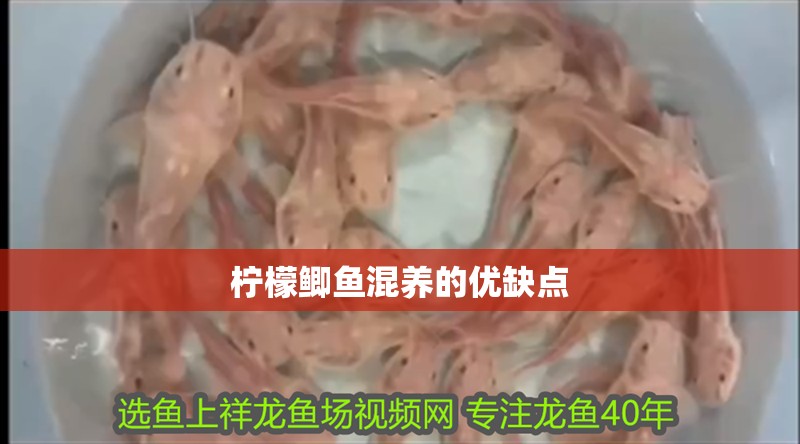 檸檬鯽魚混養的優缺點