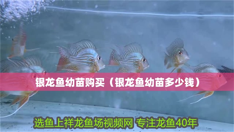 銀龍魚(yú)幼苗購(gòu)買(mǎi)（銀龍魚(yú)幼苗多少錢(qián)）