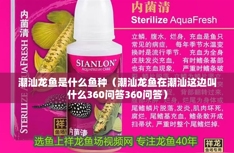 印尼虎魚多少溫度飼養最好:印尼虎魚多少溫度飼養最好印尼虎魚多少溫度飼養最好 潮汕龍魚是什么魚種(潮汕龍魚在潮汕這邊叫什么360問答360問答) 龍魚百科 潮汕龍魚是什么魚種(潮汕龍魚在潮汕這邊叫什么360問答360問答) 潮汕龍魚是什么魚種(潮汕龍魚在潮汕這邊叫什么360問答360問答) 龍魚百科