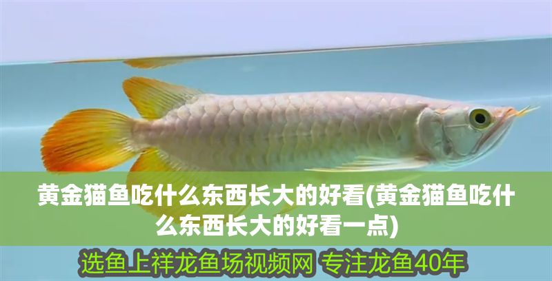 黃金貓魚吃什么東西長大的好看(黃金貓魚吃什么東西長大的好看一點)