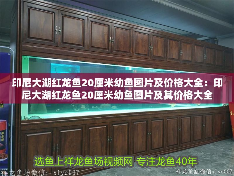 印尼大湖紅龍魚20厘米幼魚圖片及價(jià)格大全：印尼大湖紅龍魚20厘米幼魚圖片及其價(jià)格大全