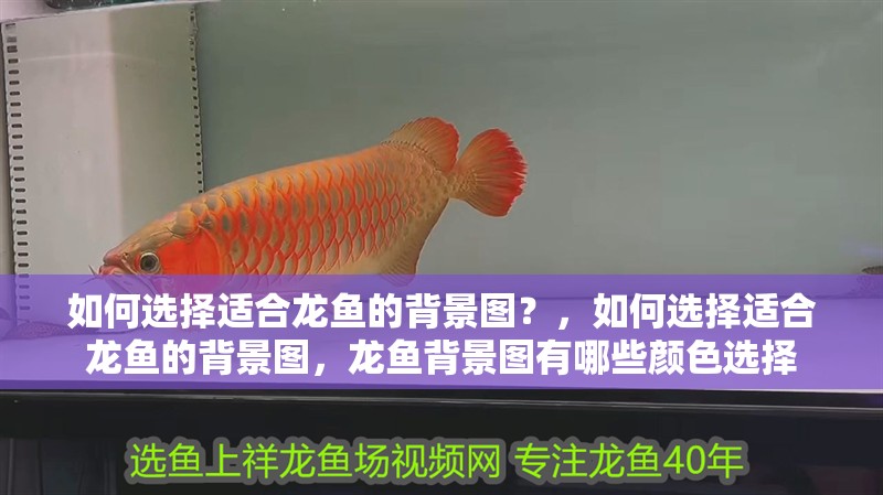 如何選擇適合龍魚的背景圖？，如何選擇適合龍魚的背景圖，龍魚背景圖有哪些顏色選擇