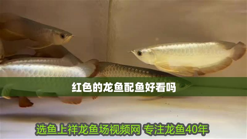 紅色的龍魚配魚好看嗎