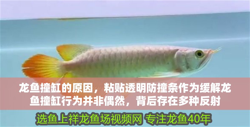 龍魚撞缸的原因，粘貼透明防撞條作為緩解龍魚撞缸行為并非偶然，背后存在多種反射