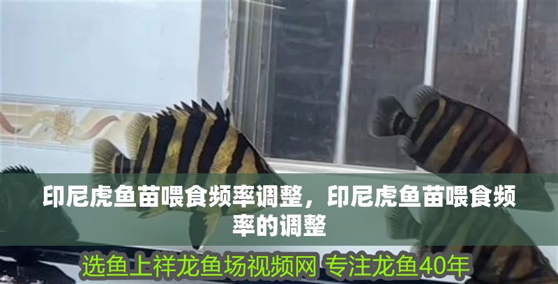 印尼虎魚苗喂食頻率調整，印尼虎魚苗喂食頻率的調整