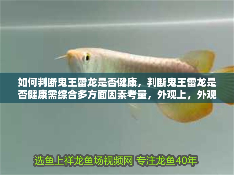 如何判斷鬼王雷龍是否健康，判斷鬼王雷龍是否健康需綜合多方面因素考量，外觀上，外觀考量