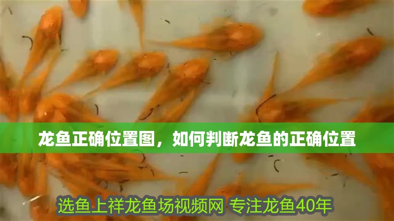 龍魚正確位置圖，如何判斷龍魚的正確位置