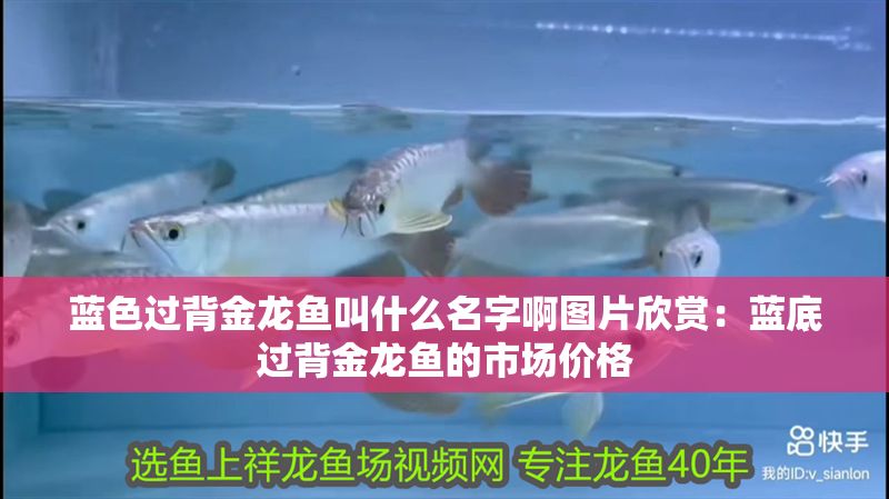 藍色過背金龍魚叫什么名字啊圖片欣賞：藍底過背金龍魚的市場價格