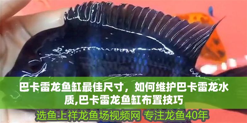 巴卡雷龍魚缸最佳尺寸，如何維護巴卡雷龍水質,巴卡雷龍魚缸布置技巧