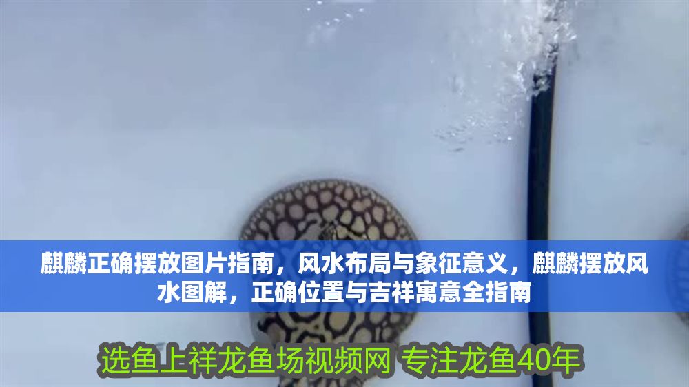 麒麟正確擺放圖片指南,風(fēng)水布局與象征意義,麒麟擺放風(fēng)水圖解,正確位置與吉祥寓意全指南 龍魚百科 第1張 麒麟正確擺放圖片指南,風(fēng)水布局與象征意義,麒麟擺放風(fēng)水圖解,正確位置與吉祥寓意全指南 麒麟正確擺放圖片指南,風(fēng)水布局與象征意義,麒麟擺放風(fēng)水圖解,正確位置與吉祥寓意全指南 龍魚百科 第1張