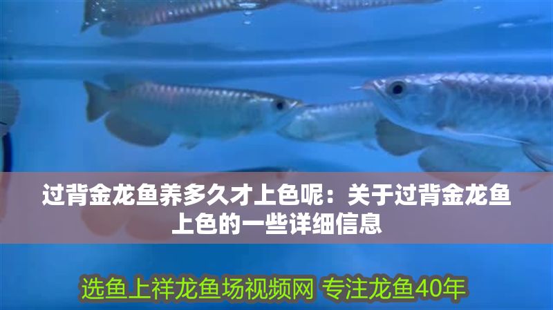 過背金龍魚養多久才上色呢：關于過背金龍魚上色的一些詳細信息