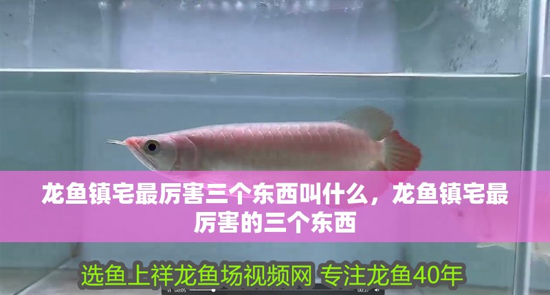 龍魚鎮宅最厲害三個東西叫什么，龍魚鎮宅最厲害的三個東西