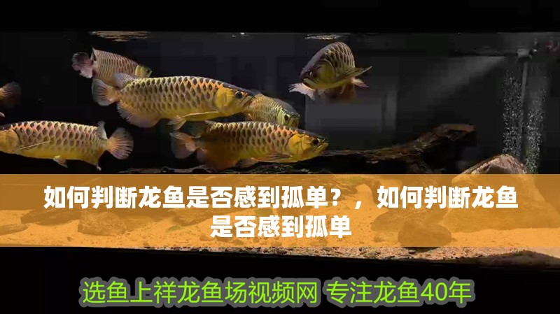 如何判斷龍魚是否感到孤單？，如何判斷龍魚是否感到孤單