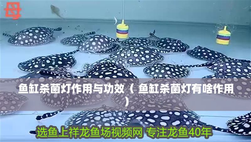 魚缸殺菌燈作用與功效（ 魚缸殺菌燈有啥作用） 魚缸殺菌燈作用與功效（ 魚缸殺菌燈有啥作用） 金龍魚百科 第1張