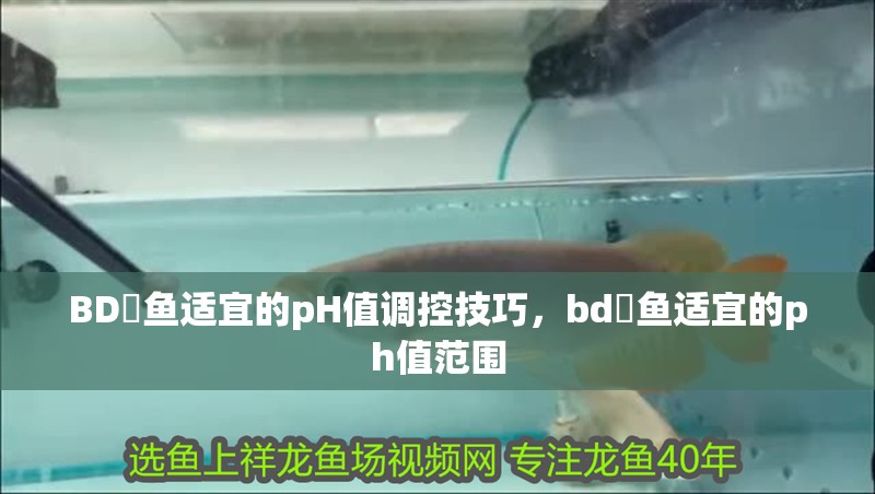 BD魟魚適宜的pH值調控技巧，bd魟魚適宜的ph值范圍
