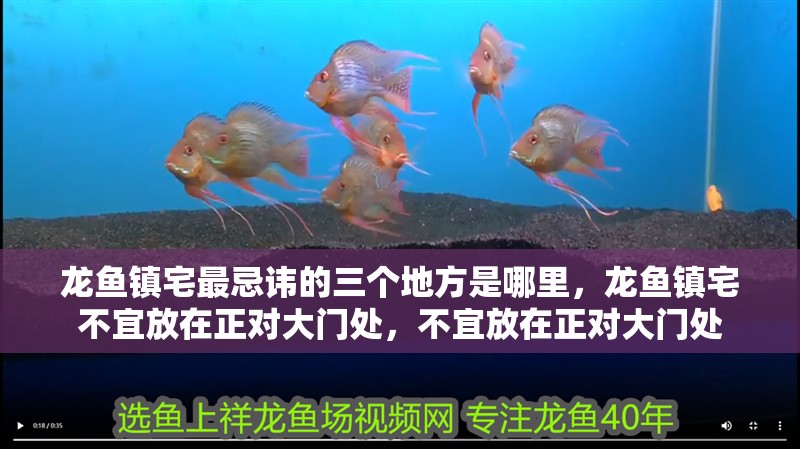 龍魚鎮(zhèn)宅最忌諱的三個(gè)地方是哪里，龍魚鎮(zhèn)宅不宜放在正對(duì)大門處，不宜放在正對(duì)大門處