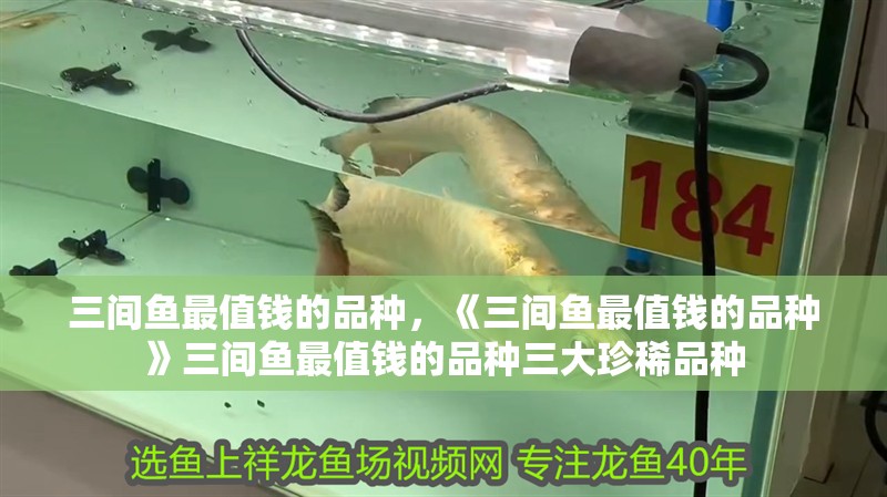 三間魚最值錢的品種，《三間魚最值錢的品種》三間魚最值錢的品種三大珍稀品種