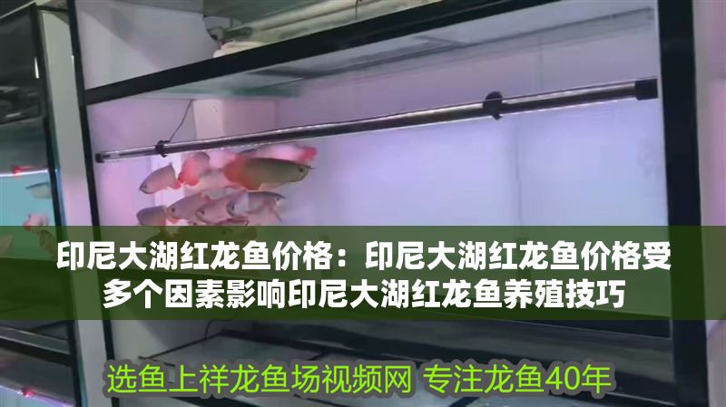 印尼大湖紅龍魚價格：印尼大湖紅龍魚價格受多個因素影響印尼大湖紅龍魚養殖技巧