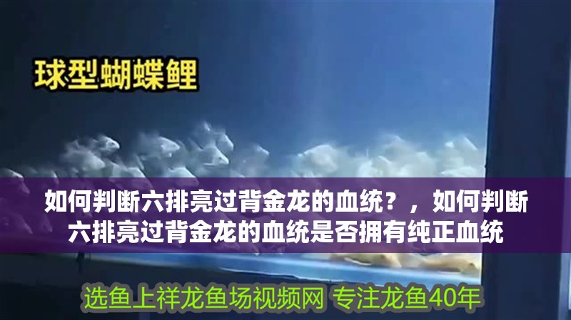 如何判斷六排亮過背金龍的血統？，如何判斷六排亮過背金龍的血統是否擁有純正血統 如何判斷六排亮過背金龍的血統？，如何判斷六排亮過背金龍的血統是否擁有純正血統 龍魚百科