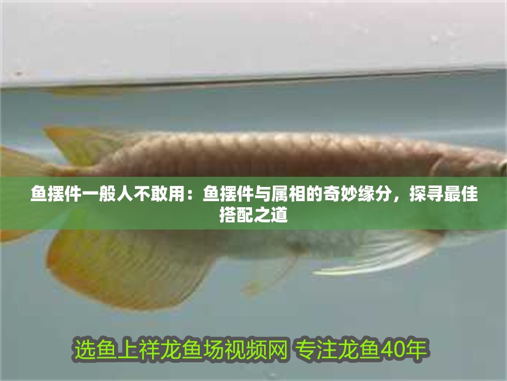 魚擺件一般人不敢用：魚擺件與屬相的奇妙緣分，探尋最佳搭配之道