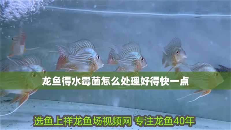 龍魚得水霉菌怎么處理好得快一點