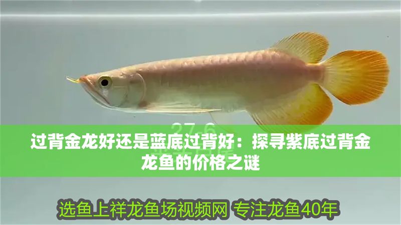 過背金龍好還是藍底過背好：探尋紫底過背金龍魚的價格之謎