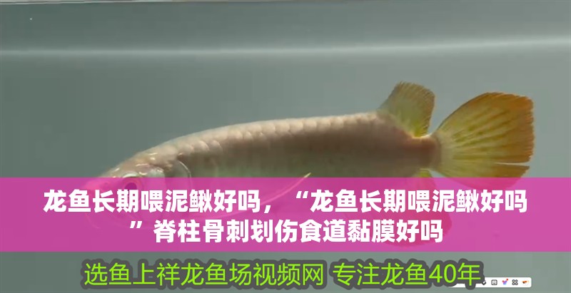 龍魚長期喂泥鰍好嗎，“龍魚長期喂泥鰍好嗎”脊柱骨刺劃傷食道黏膜好嗎