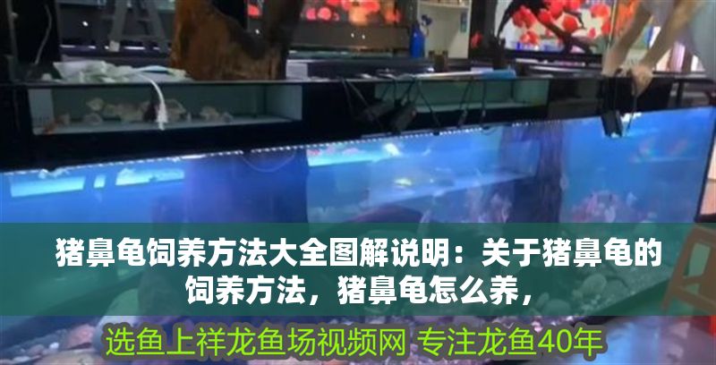 豬鼻龜飼養方法大全圖解說明：關于豬鼻龜的飼養方法，豬鼻龜怎么養，