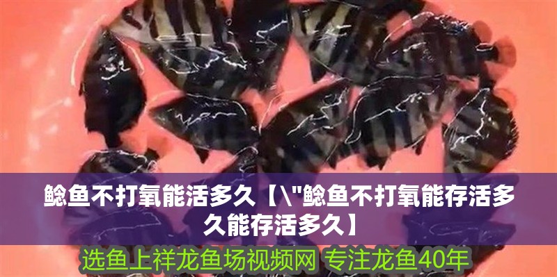 鯰魚不打氧能活多久【\
