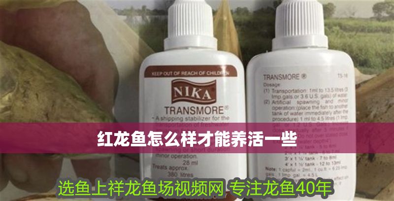 紅龍魚怎么樣才能養(yǎng)活一些