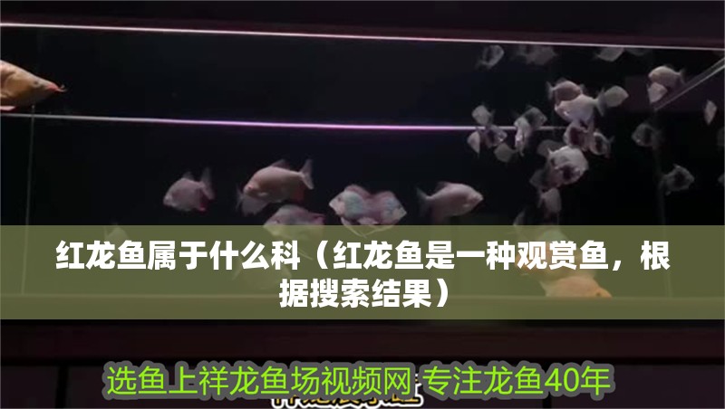 紅龍魚屬于什么科（紅龍魚是一種觀賞魚，根據搜索結果）