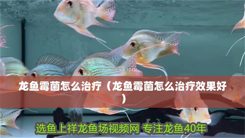 龍魚(yú)霉菌怎么治療（龍魚(yú)霉菌怎么治療效果好）