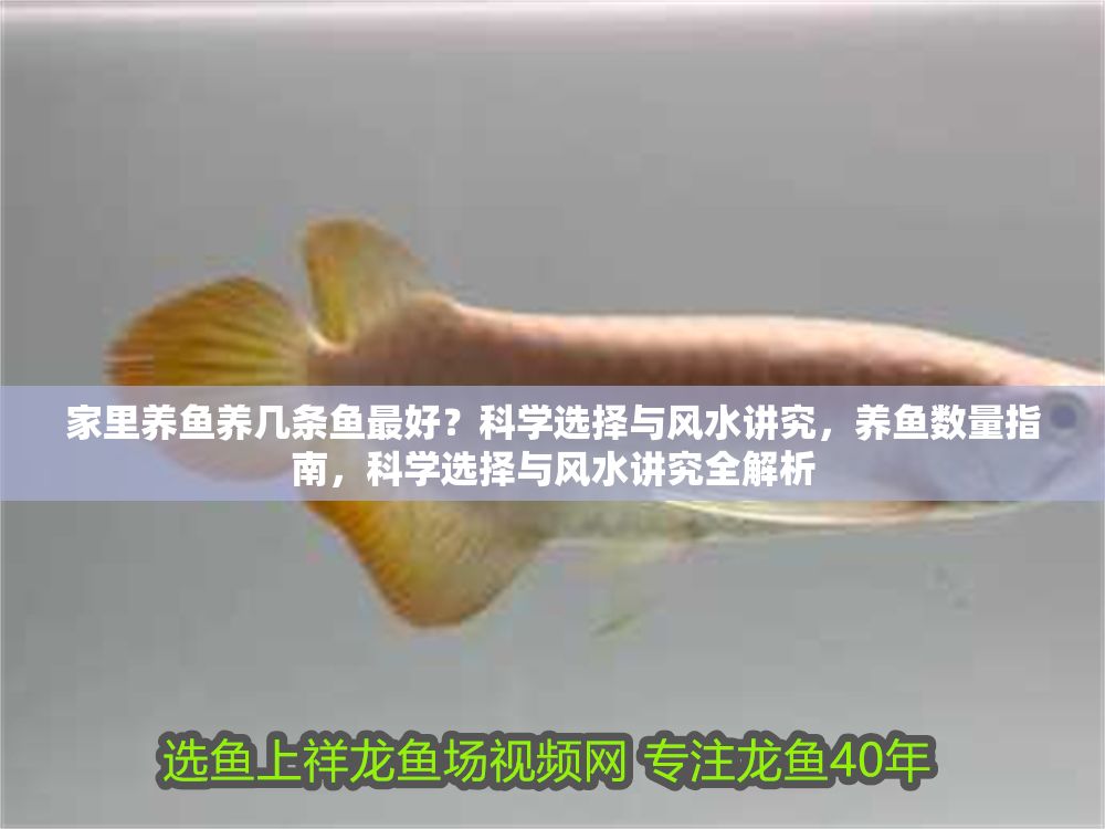 家里養魚養幾條魚最好？科學選擇與風水講究，養魚數量指南，科學選擇與風水講究全解析