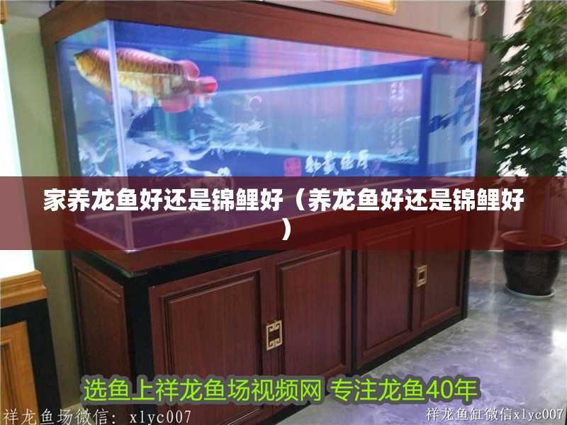 家養龍魚好還是錦鯉好（養龍魚好還是錦鯉好）