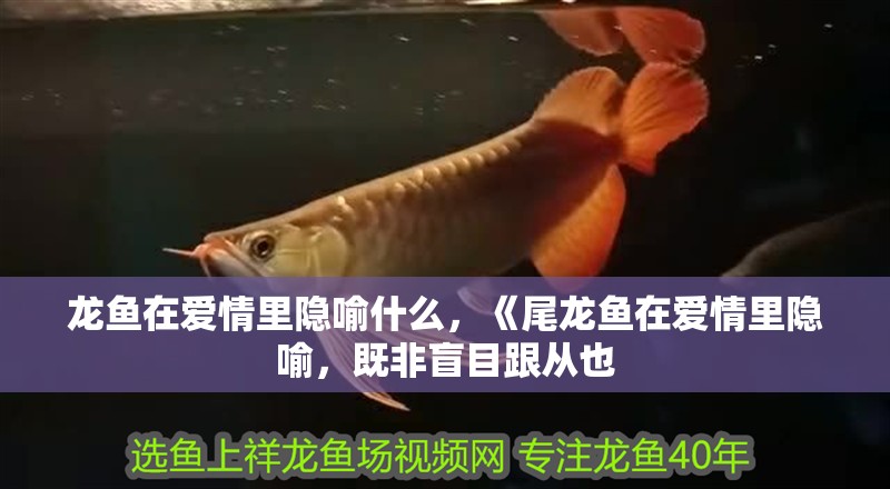龍魚在愛情里隱喻什么，《尾龍魚在愛情里隱喻，既非盲目跟從也