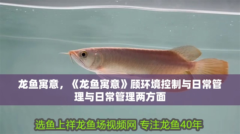 龍魚(yú)寓意，《龍魚(yú)寓意》顧環(huán)境控制與日常管理與日常管理兩方面