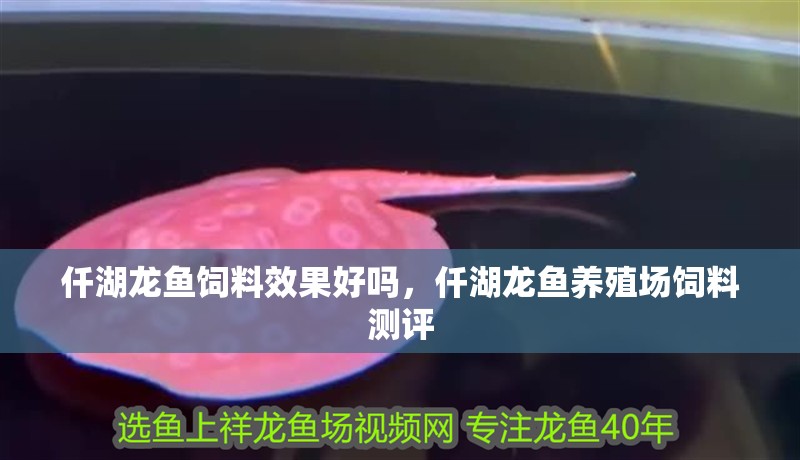 仟湖龍魚飼料效果好嗎，仟湖龍魚養殖場飼料測評