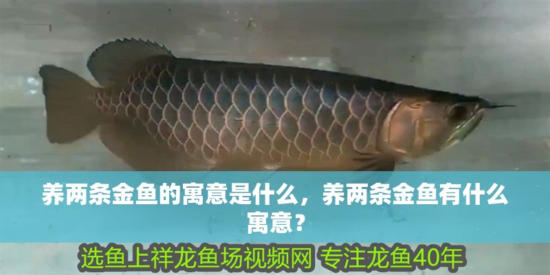 養(yǎng)兩條金魚的寓意是什么，養(yǎng)兩條金魚有什么寓意？