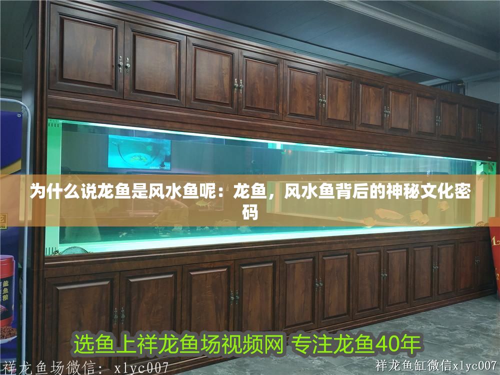為什么說龍魚是風水魚呢：龍魚，風水魚背后的神秘文化密碼