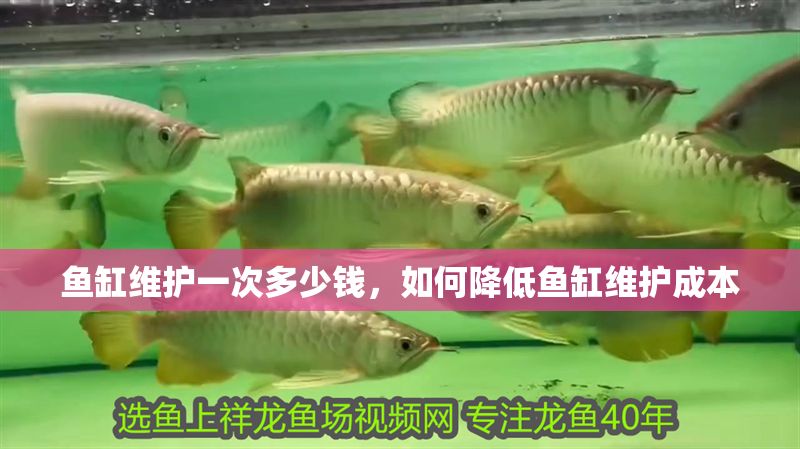 魚缸維護(hù)一次多少錢，如何降低魚缸維護(hù)成本