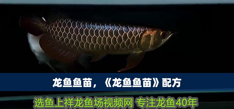 龍魚魚苗，《龍魚魚苗》配方