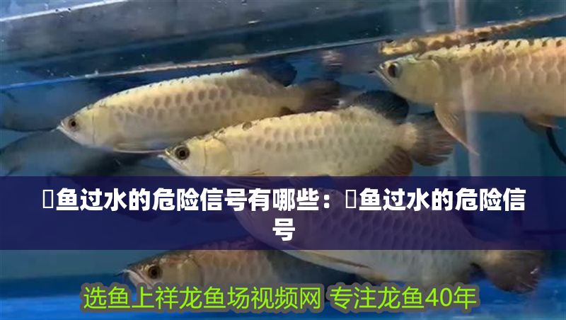 魟魚過(guò)水的危險(xiǎn)信號(hào)有哪些：魟魚過(guò)水的危險(xiǎn)信號(hào)