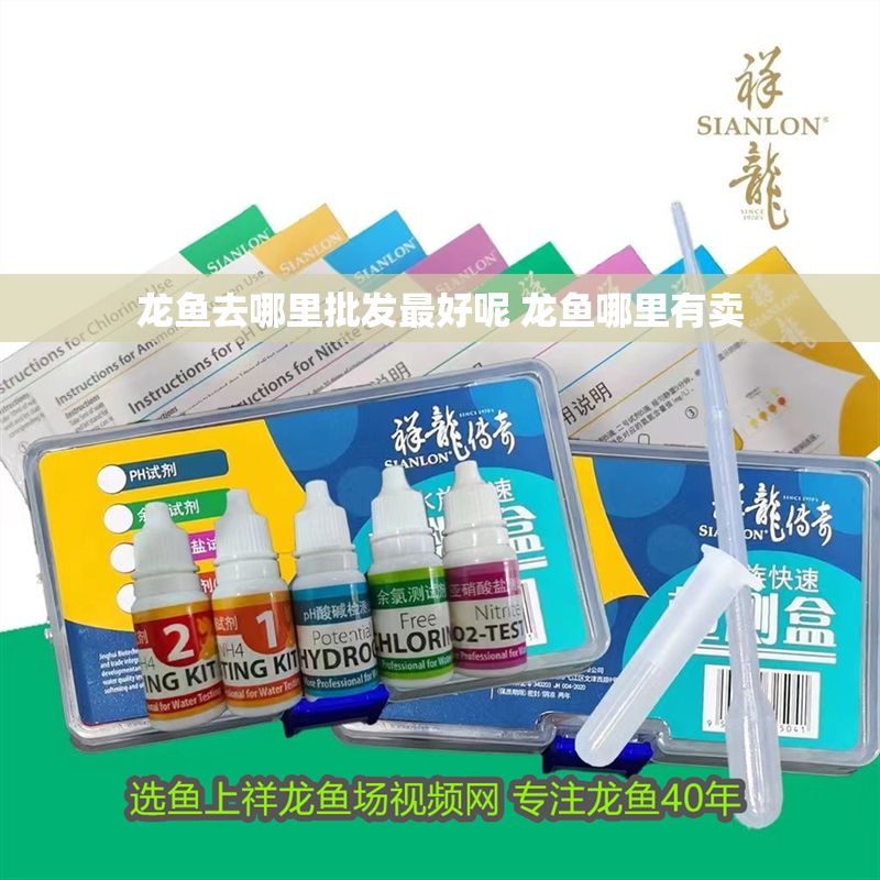 龍魚去哪里批發最好呢 龍魚哪里有賣
