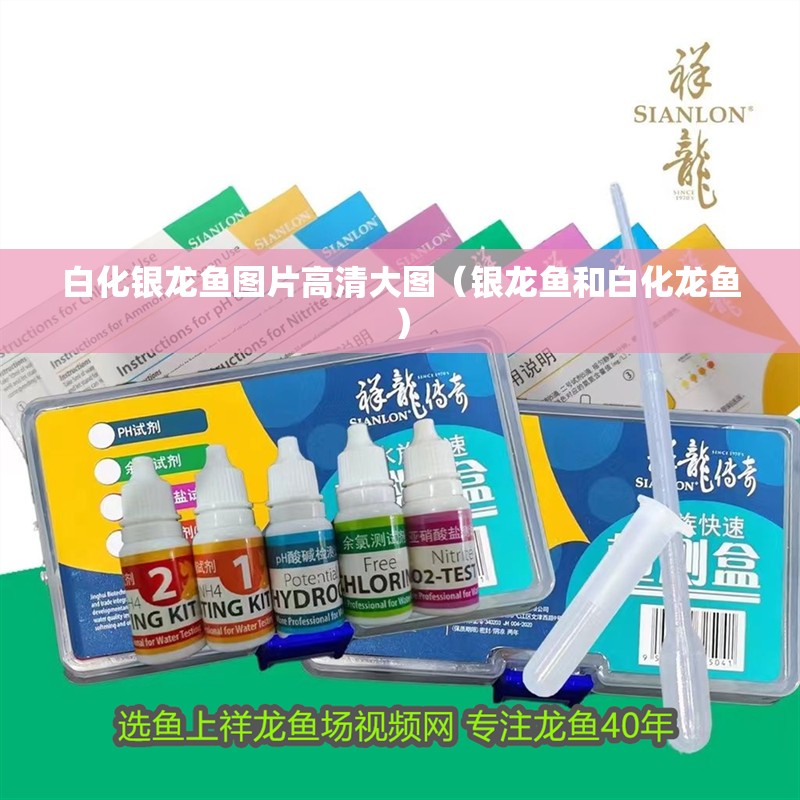 白化銀龍魚圖片高清大圖（銀龍魚和白化龍魚）