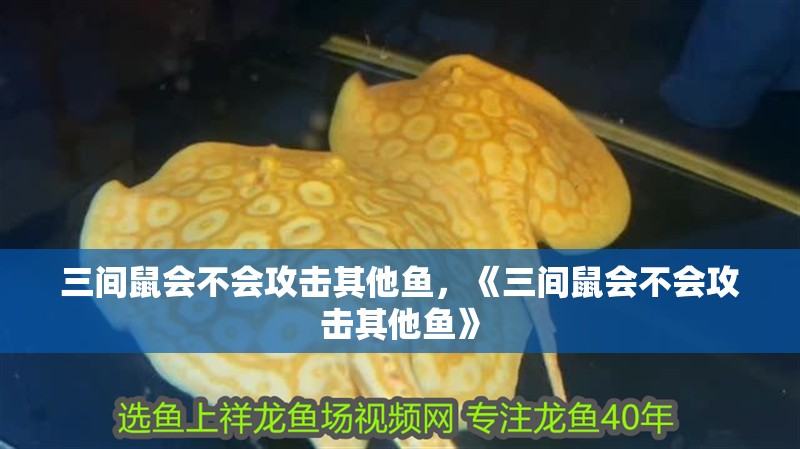 三間鼠會不會攻擊其他魚，《三間鼠會不會攻擊其他魚》
