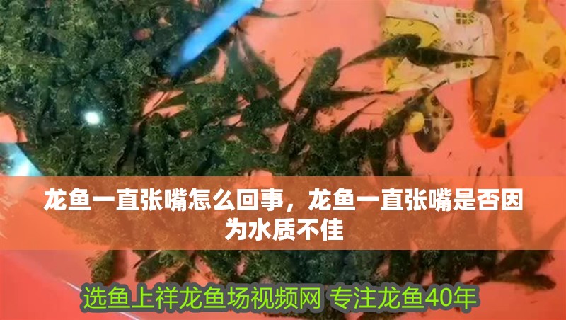 龍魚一直張嘴怎么回事，龍魚一直張嘴是否因為水質不佳