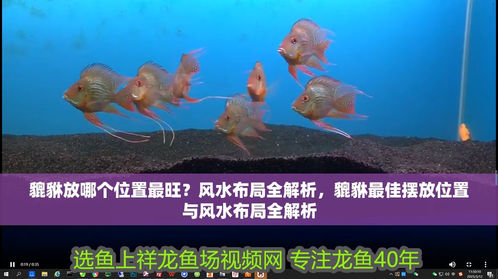 貔貅放哪個位置最旺？風水布局全解析，貔貅最佳擺放位置與風水布局全解析