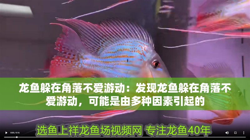 龍魚(yú)躲在角落不愛(ài)游動(dòng)：發(fā)現(xiàn)龍魚(yú)躲在角落不愛(ài)游動(dòng)，可能是由多種因素引起的