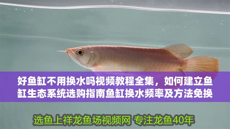 好魚缸不用換水嗎視頻教程全集，如何建立魚缸生態系統選購指南魚缸換水頻率及方法免換水魚缸