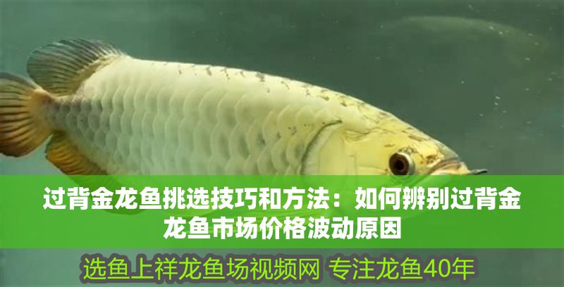 過背金龍魚挑選技巧和方法：如何辨別過背金龍魚市場價格波動原因